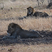 "Lion" Kruger National Park, South Africa
